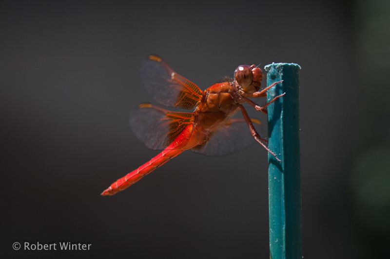 Red Dragonfly