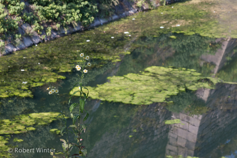 Flowers and Reflections – Osaka Castle